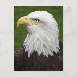 Steenarend Briefkaart