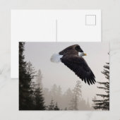 Steenarend die door de mist zweeft briefkaart (Voorkant / Achterkant)