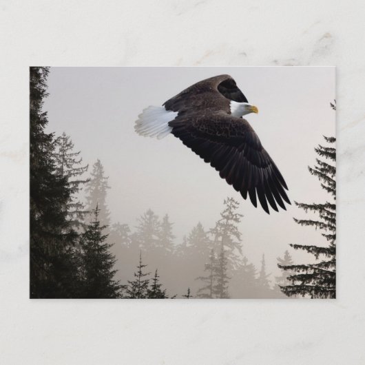Steenarend die door de mist zweeft briefkaart (Voorkant)