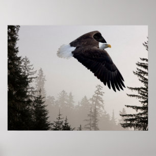 Steenarend die door de mist zweeft poster
