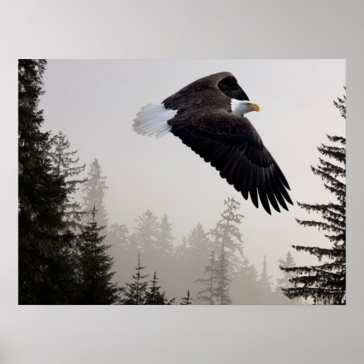 Steenarend die door de mist zweeft poster (Voorkant)