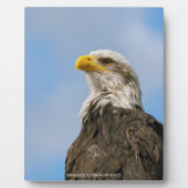 Steenarend Fotoplaat (Voorkant)