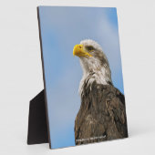 Steenarend Fotoplaat (Zijkant)