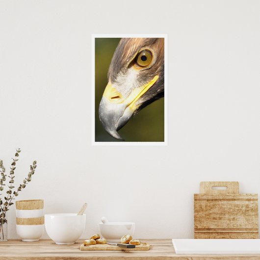 Steenarend Gezicht Poster (Keuken)