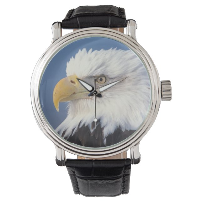 steenarend, Haliaeetus leuccocephalus, Horloge (Voorkant)