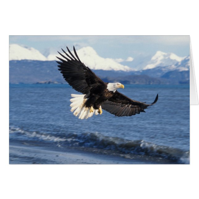 steenarend, Haliaeetus leuccocephalus, in vlucht (Voorkant Horizontaal)