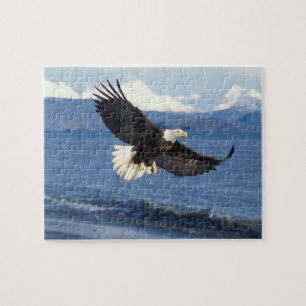 steenarend, Haliaeetus leuccocephalus, in vlucht Legpuzzel