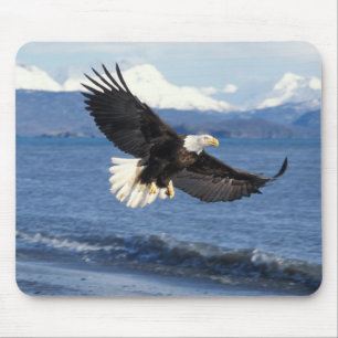 steenarend, Haliaeetus leuccocephalus, in vlucht Muismat