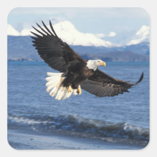 steenarend, Haliaeetus leuccocephalus, in vlucht Vierkante Sticker