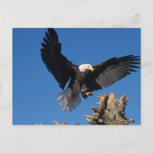steenarend, Haliaeetus leuccocephalus, landend Briefkaart