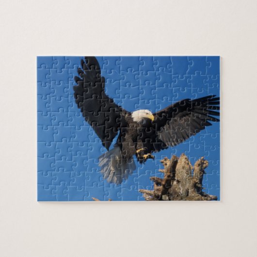 steenarend, Haliaeetus leuccocephalus, landend Legpuzzel (Horizontaal)