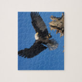 steenarend, Haliaeetus leuccocephalus, landend Legpuzzel (Verticaal)