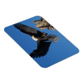 steenarend, Haliaeetus leuccocephalus, landend Magneet (Rechterzijde)