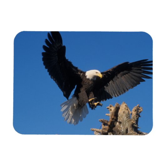 steenarend, Haliaeetus leuccocephalus, landend Magneet (Horizontaal)