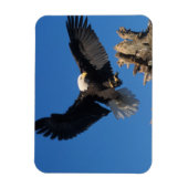 steenarend, Haliaeetus leuccocephalus, landend Magneet (Verticaal)