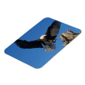 steenarend, Haliaeetus leuccocephalus, landend Magneet (Linkerzijde)