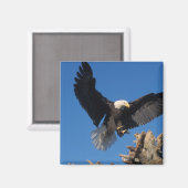 steenarend, Haliaeetus leuccocephalus, landend Magneet (Voorkant / Achterkant)
