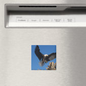 steenarend, Haliaeetus leuccocephalus, landend Magneet (Insitu (Vaatwasser))