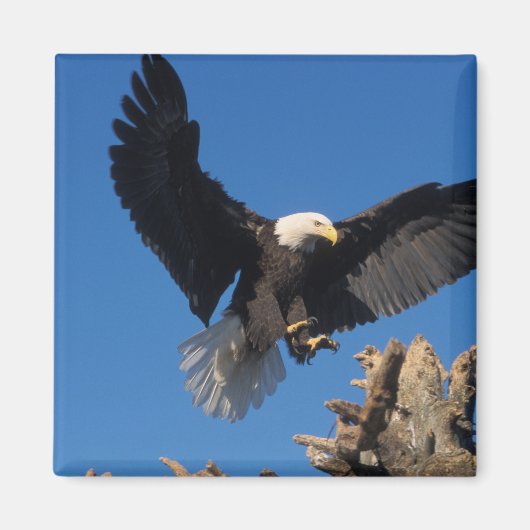 steenarend, Haliaeetus leuccocephalus, landend Magneet (Voorkant)