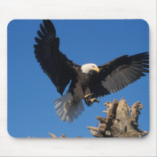 steenarend, Haliaeetus leuccocephalus, landend Muismat