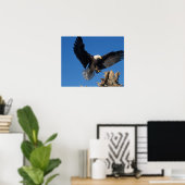 steenarend, Haliaeetus leuccocephalus, landend Poster (Thuiskantoor)