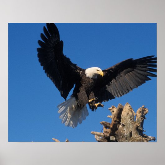 steenarend, Haliaeetus leuccocephalus, landend Poster (Voorkant)