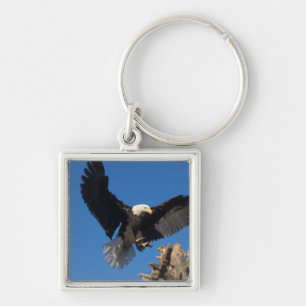steenarend, Haliaeetus leuccocephalus, landend Sleutelhanger