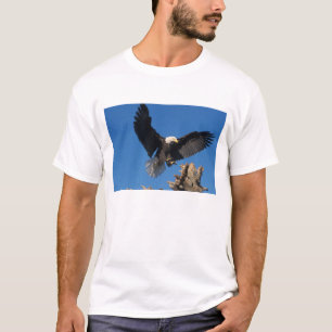 steenarend, Haliaeetus leuccocephalus, landend T-shirt