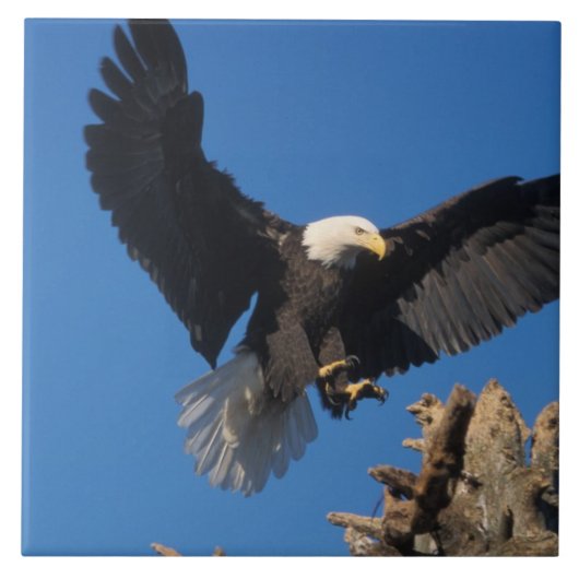 steenarend, Haliaeetus leuccocephalus, landend Tegeltje (Voorkant)