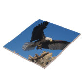 steenarend, Haliaeetus leuccocephalus, landend Tegeltje (Zijkant)