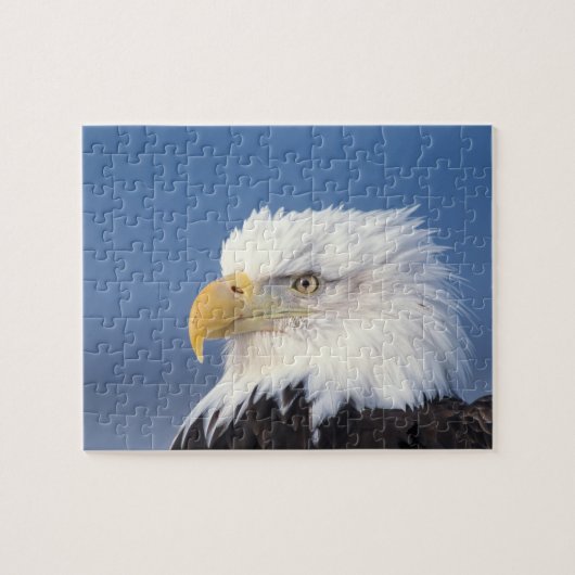steenarend, Haliaeetus leuccocephalus, Legpuzzel (Horizontaal)