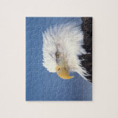 steenarend, Haliaeetus leuccocephalus, Legpuzzel (Verticaal)