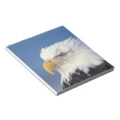 steenarend, Haliaeetus leuccocephalus, Notitieblok (Schuin)