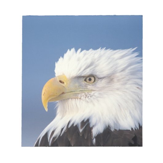 steenarend, Haliaeetus leuccocephalus, Notitieblok (Voorkant)
