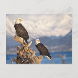 steenarend, Haliaeetus leuccocephalus, paar Briefkaart
