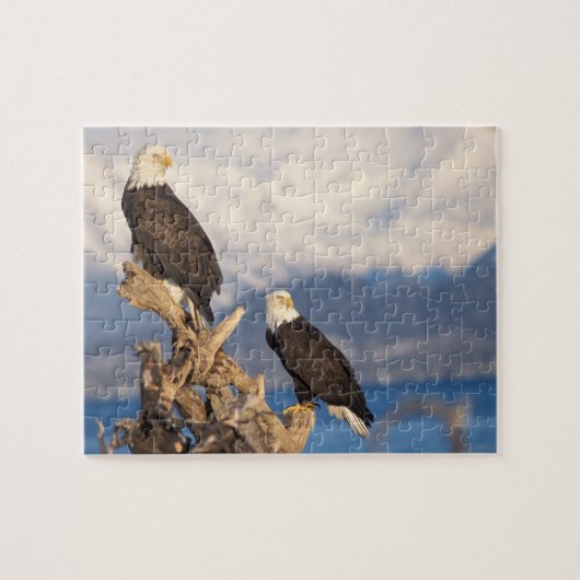steenarend, Haliaeetus leuccocephalus, paar Legpuzzel (Horizontaal)