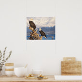 steenarend, Haliaeetus leuccocephalus, paar Poster (Keuken)