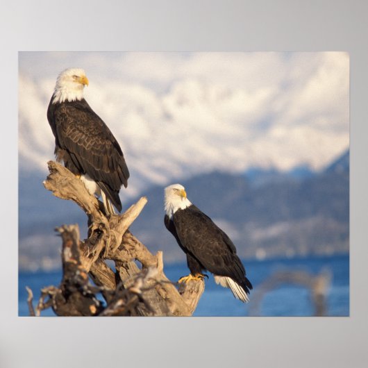 steenarend, Haliaeetus leuccocephalus, paar Poster (Voorkant)