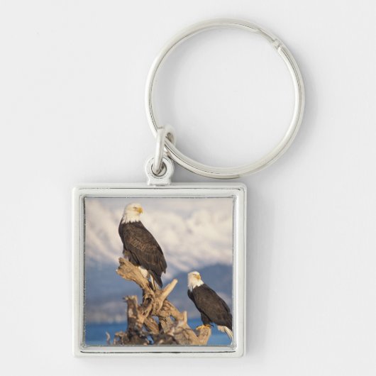 steenarend, Haliaeetus leuccocephalus, paar Sleutelhanger (Voorkant)