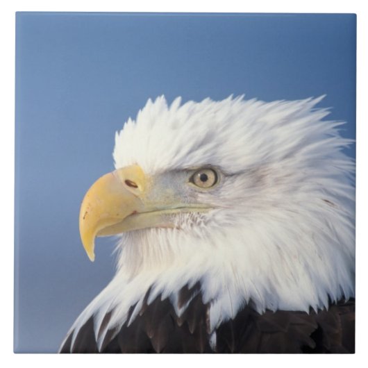 steenarend, Haliaeetus leuccocephalus, Tegeltje (Voorkant)