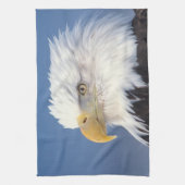 steenarend, Haliaeetus leuccocephalus, Theedoek (Verticaal)