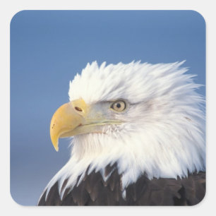 steenarend, Haliaeetus leuccocephalus, Vierkante Sticker