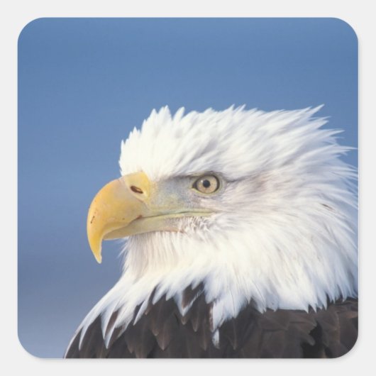 steenarend, Haliaeetus leuccocephalus, Vierkante Sticker (Voorkant)