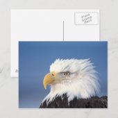 steenarend, Haliaeetus leucocephalus, Briefkaart (Voorkant / Achterkant)
