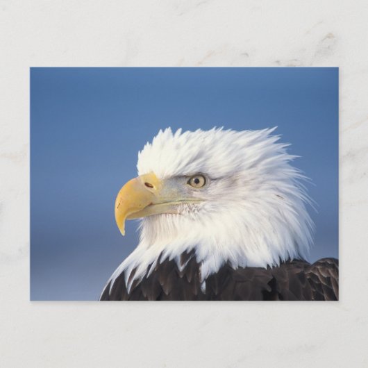 steenarend, Haliaeetus leucocephalus, Briefkaart (Voorkant)