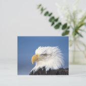 steenarend, Haliaeetus leucocephalus, Briefkaart (Staand voorkant)