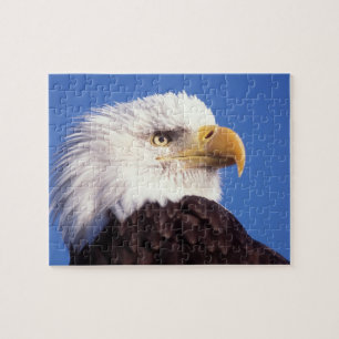 steenarend, Haliaeetus leucocephalus, close-up, 3 Legpuzzel