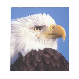 steenarend, Haliaeetus leucocephalus, close-up, 3 Notitieblok