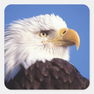 steenarend, Haliaeetus leucocephalus, close-up, 3 Vierkante Sticker