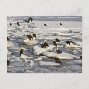 Steenarend, Haliaeetus leucocephalus, Homer, 2 Briefkaart